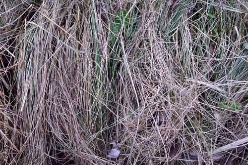 dry grass, close-up as a texture for background