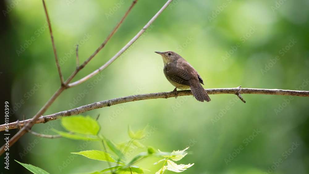 wren on branch wren on branch