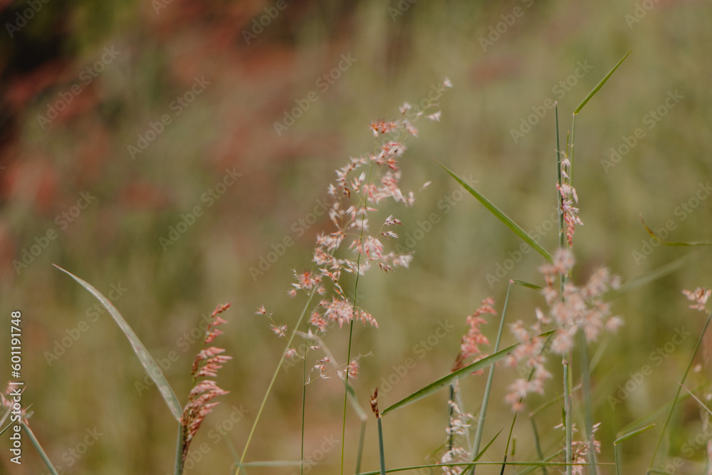 closeup delicate flowers of the field
