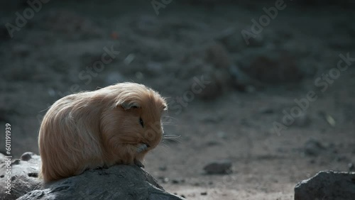 Close up of domestic guinea pig. Cute animal is sitting on a ground. photo