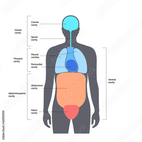 Body cavities poster
