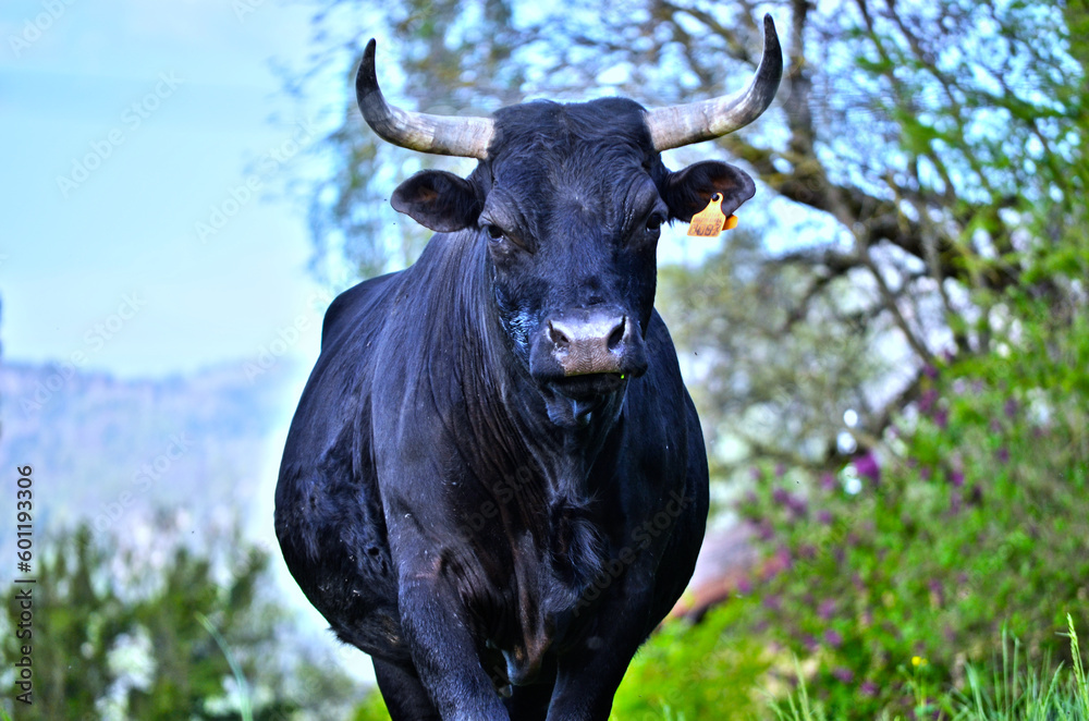 Naklejka premium A Cow in France