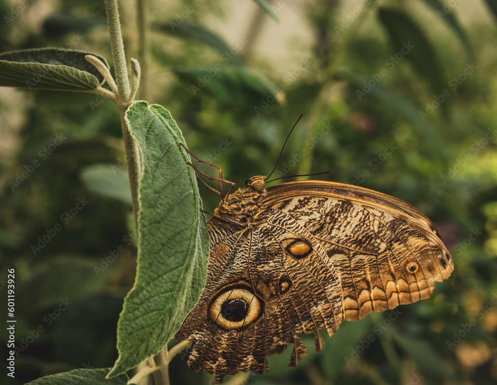 Egzotyczne motyle o pięknych kolorach i unikalnych wzorach, uwiecznione w różnych ujęciach. Ich delikatne skrzydła i eleganckie ruchy tworzą widowiskową i fascynującą wizję natury.  - obrazy, fototapety, plakaty 