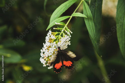 Egzotyczne motyle o pięknych kolorach i unikalnych wzorach, uwiecznione w różnych ujęciach. Ich delikatne skrzydła i eleganckie ruchy tworzą widowiskową i fascynującą wizję natury.  © LPPhotography