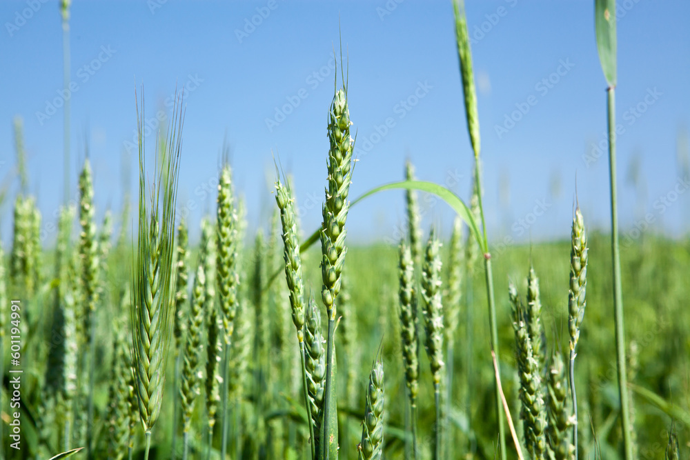 Ears of green wheat, close-up, against the blue sky. Rich harvest idea, harvest time concept. Ears of green wheat, close-up, against the blue sky. Rich harvest idea, harvest time concept.