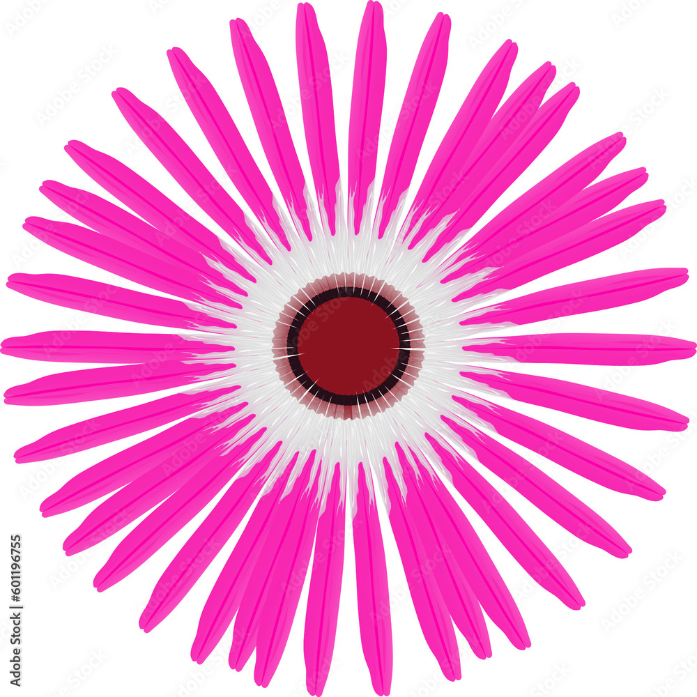 Pink and white delosperma, ice flower, transparent Pink and white delosperma, ice flower, transparent
