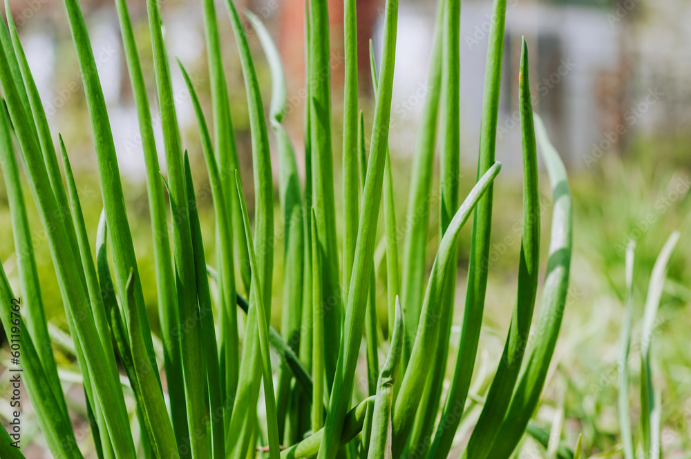 Green onion, garlic growing in the garden. Edible plant, nature, cultivation, close-up photography. Green onion, garlic growing in the garden. Edible plant, nature, cultivation, close-up photography.