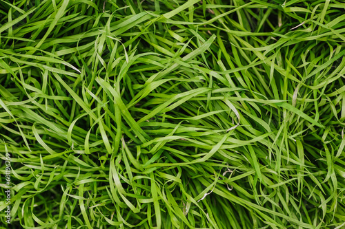 Background, texture of green grass unevenly folded from the wind in the meadow. Photography, nature.