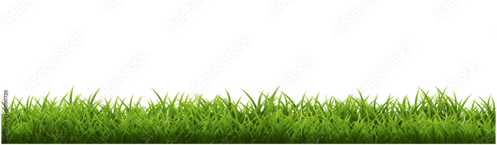 Fototapeta premium green grass