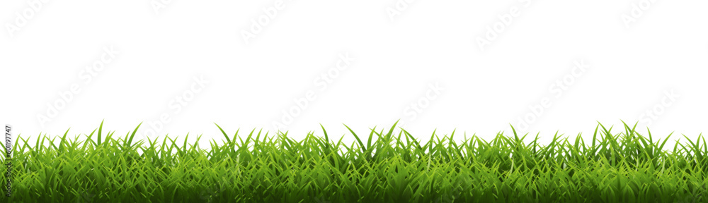 Fototapeta premium green grass background