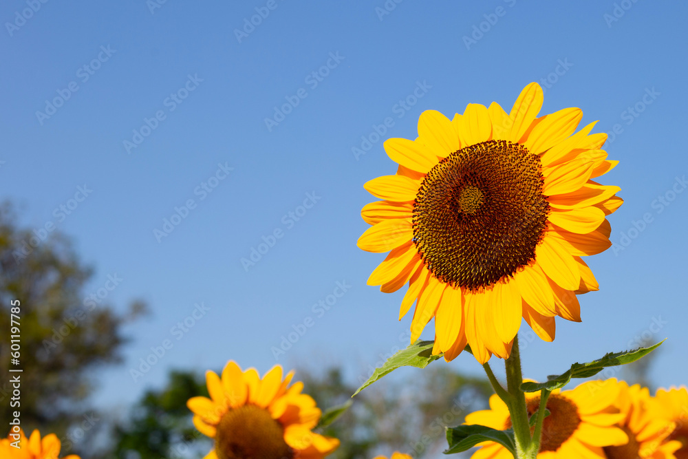 Sunflower field with blue sky. Beautiful summer landscape. Sunflower field with blue sky. Beautiful summer landscape.