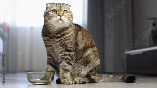 The cat wants to eat. The cat is standing in front of an empty bowl.