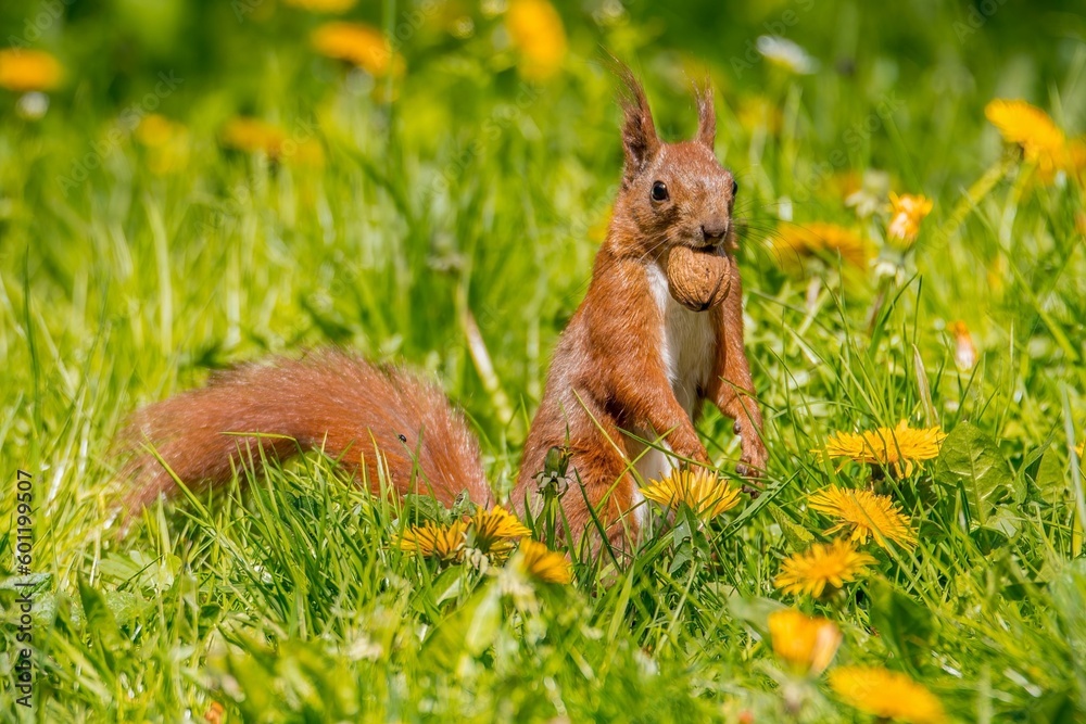 A brown squirrel looks around in the grass. A brown squirrel looks around in the grass.
