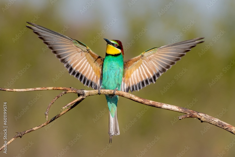 beautiful colorful bird with spread wings beautiful colorful bird with spread wings
