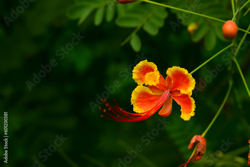 Royal poinciana   Peacock Flower   Bright Yellow Orange Flower with Green Blurry Background
