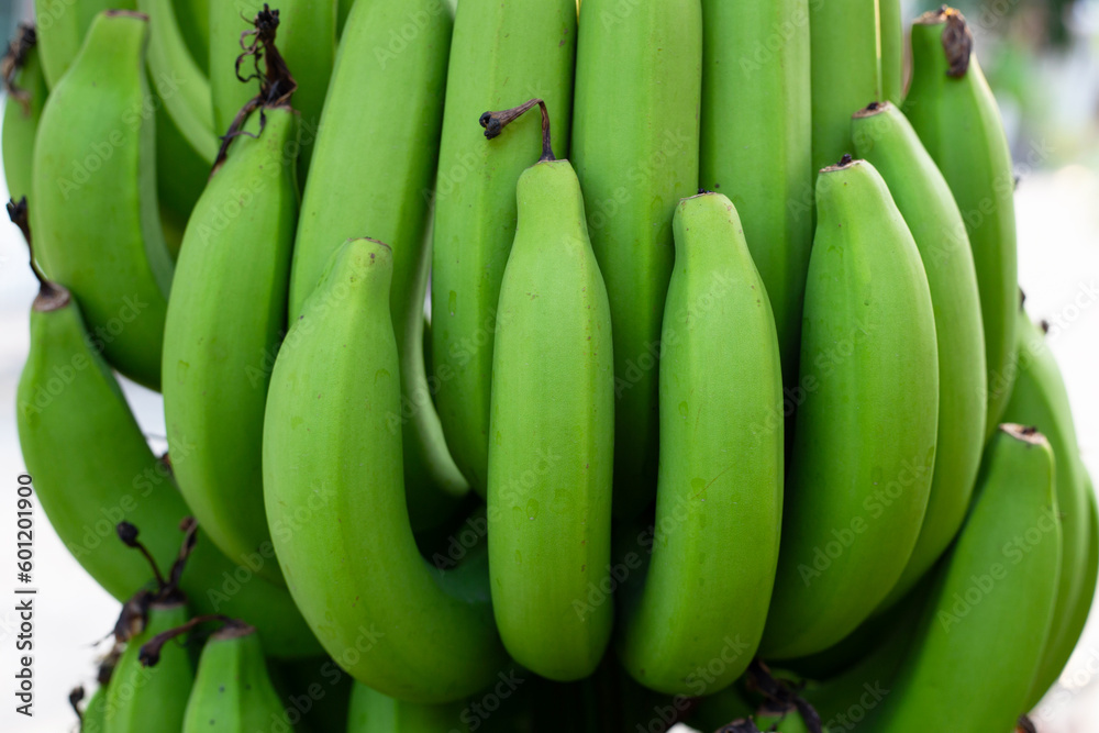 Banana fruits. Fresh green banana