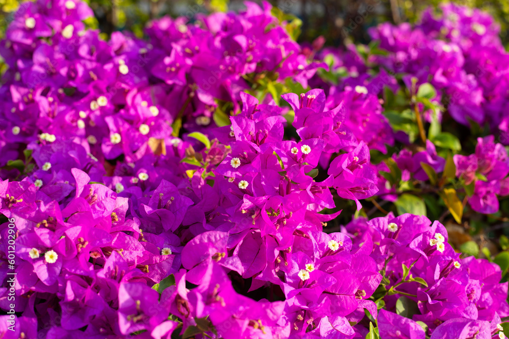 Beautiful bougainvillea flowers with green leaves