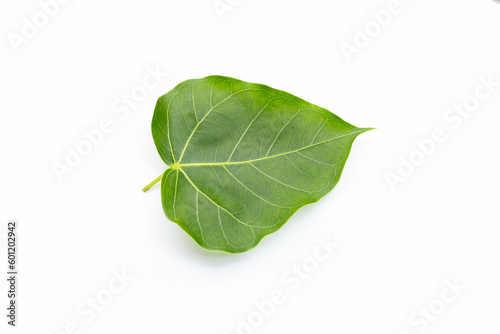 Green bodhi leaf on a white background.