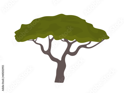 Acacia tree vector illustration. African tree silhouette isolated. Acacia tree in flat style. Vector illustration