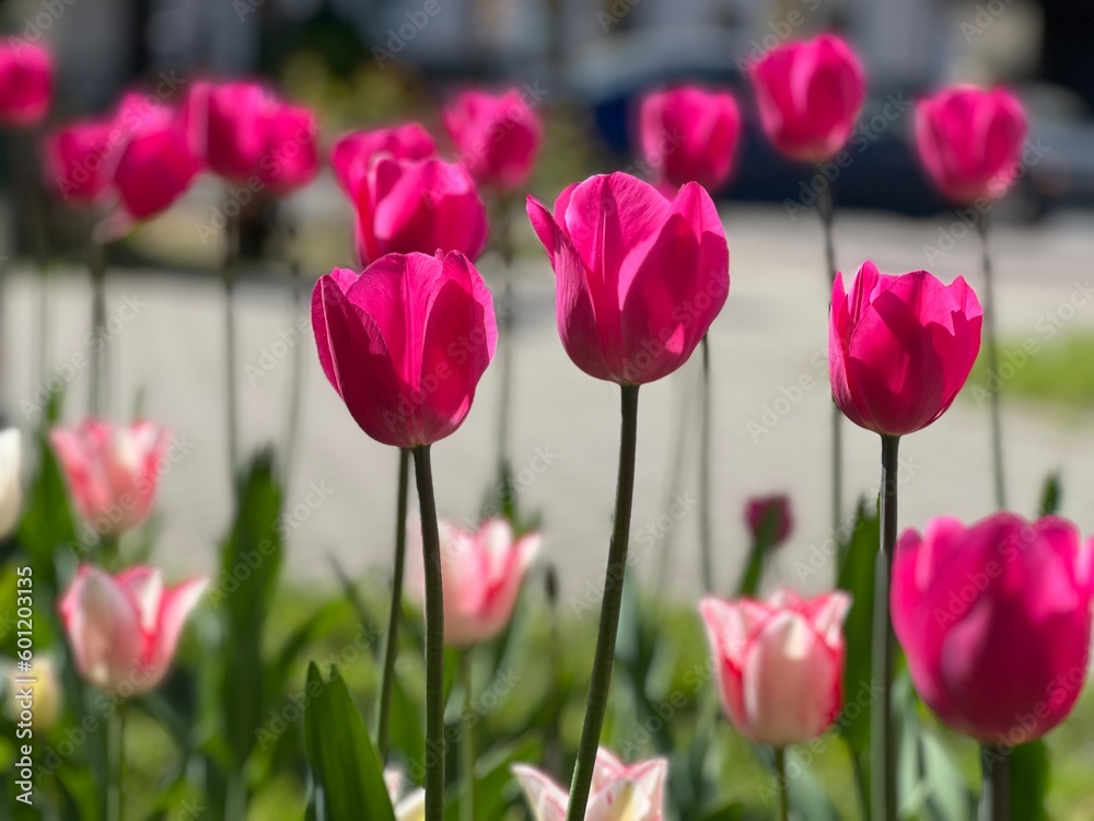 field of tulips