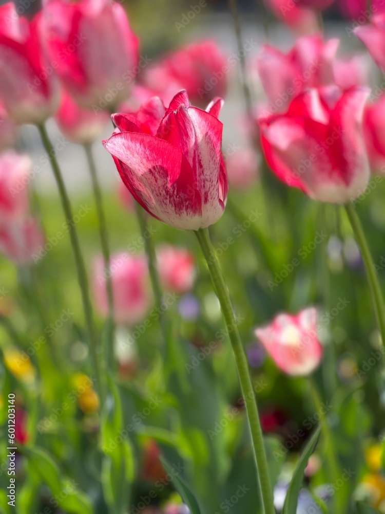 Obraz premium red tulips in the garden