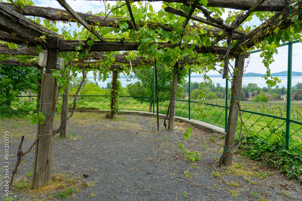 Vineyards wine gardens at Lake Balaton in Baracsony Hungray with beautiful view Vineyards wine gardens at Lake Balaton in Baracsony Hungray with beautiful view