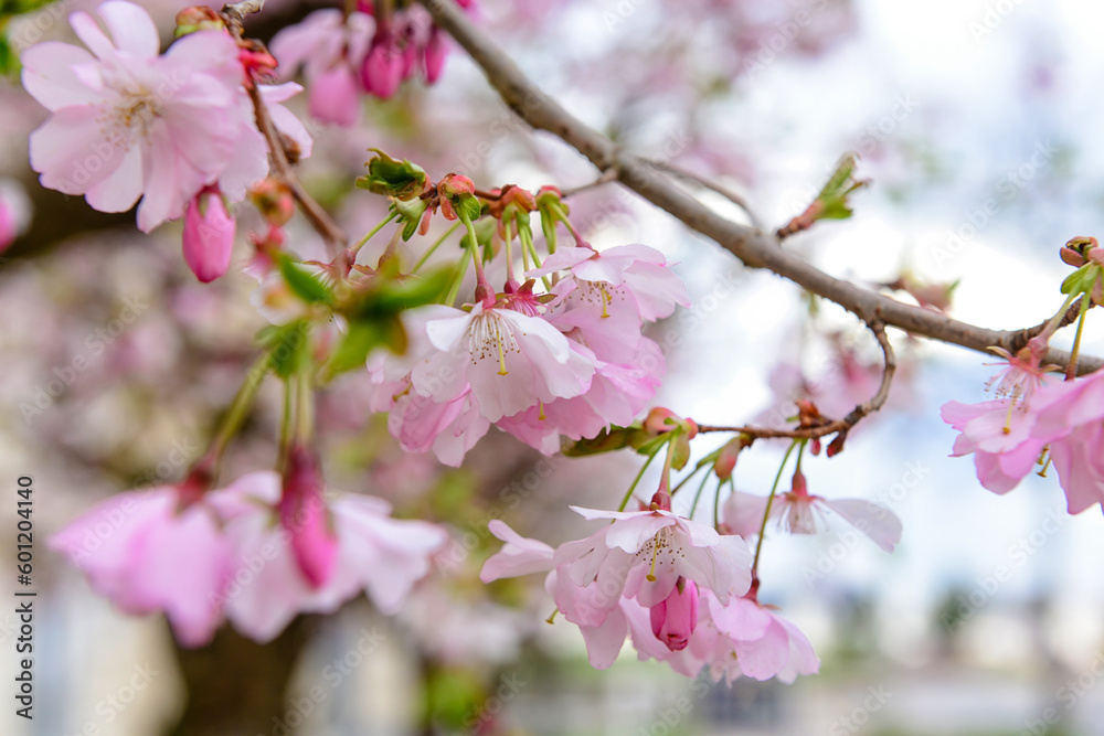 Beautiful blossoming Sakura branch on spring day, closeup Beautiful blossoming Sakura branch on spring day, closeup