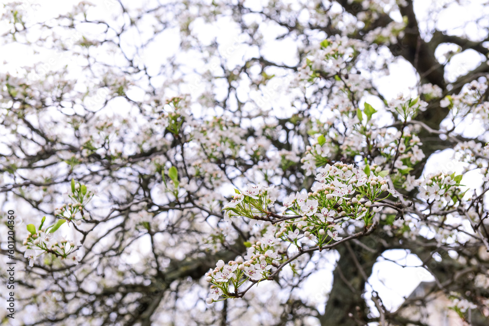 Beautiful blossoming branches against on spring day, closeup Beautiful blossoming branches against on spring day, closeup