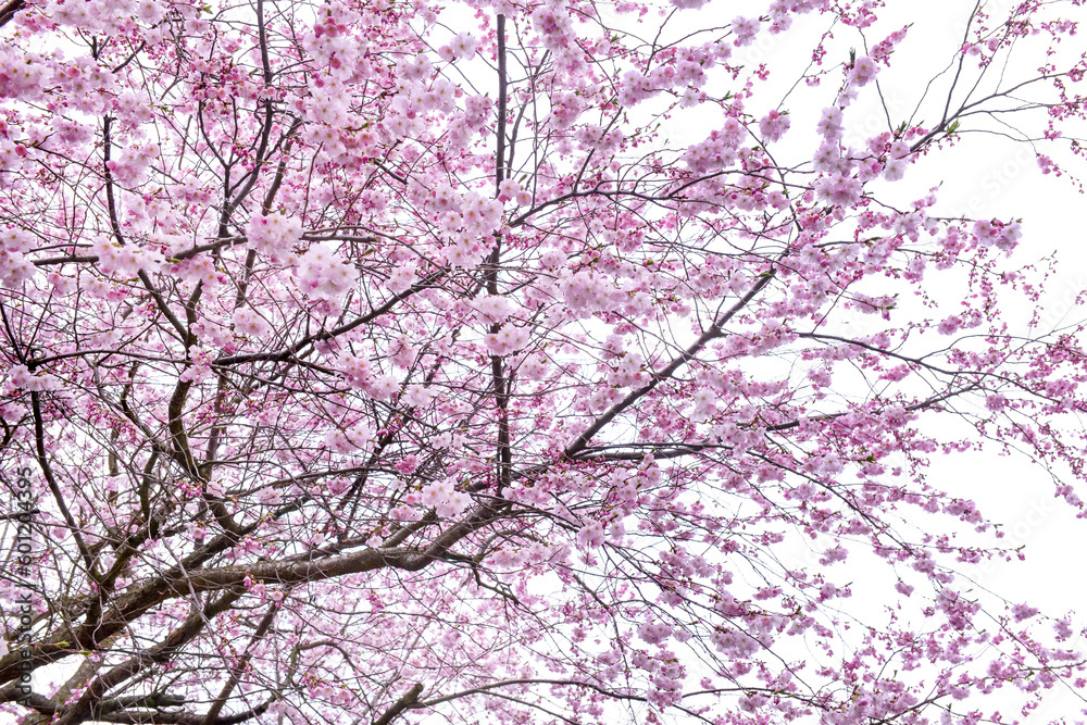 Blossoming Sakura branches against sky background, closeup Blossoming Sakura branches against sky background, closeup