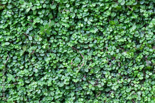 Corsican creeper, Soleirolia soleirolii