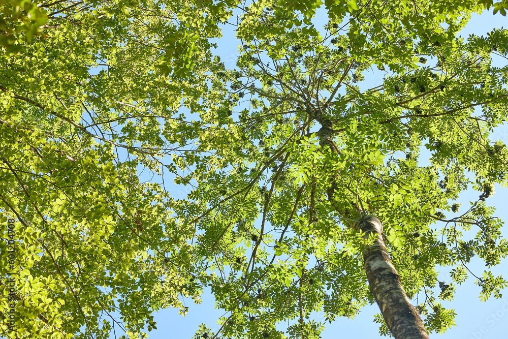 Spring Green Leaves Spring Green Leaves