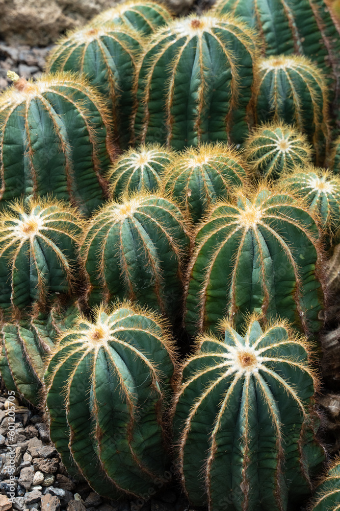 Group of typical Barrel Cactus Cacti Group of typical Barrel Cactus Cacti