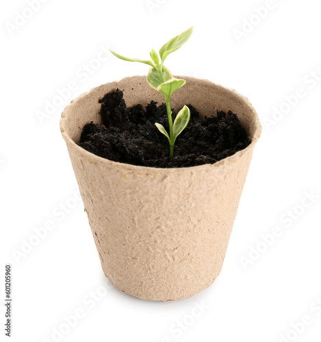 Peat pot with green seedling on white background