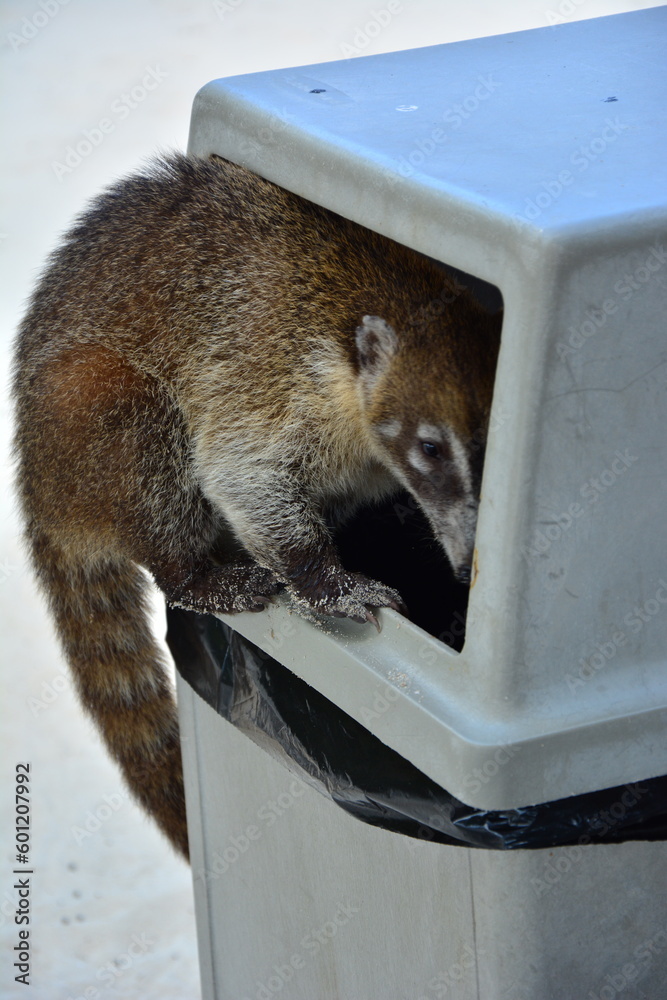 Naklejka premium this time a shot from the dumpster while looking for food, the trick is to deal with it. mexico, common yucatan