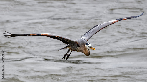 bird of prey