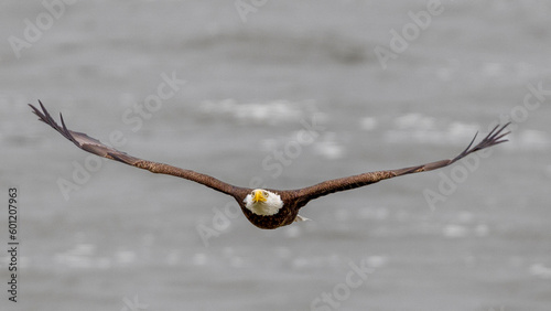 eagle in flight