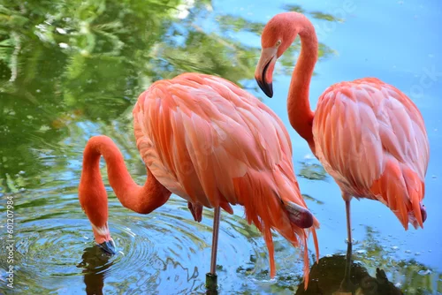 Fototapeta na wymiar it's always better with two, beautiful flamingos, shot in mexico, somewhere between heaven and earth