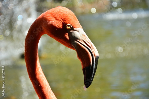 side shot of a flamingo, free time in mexico