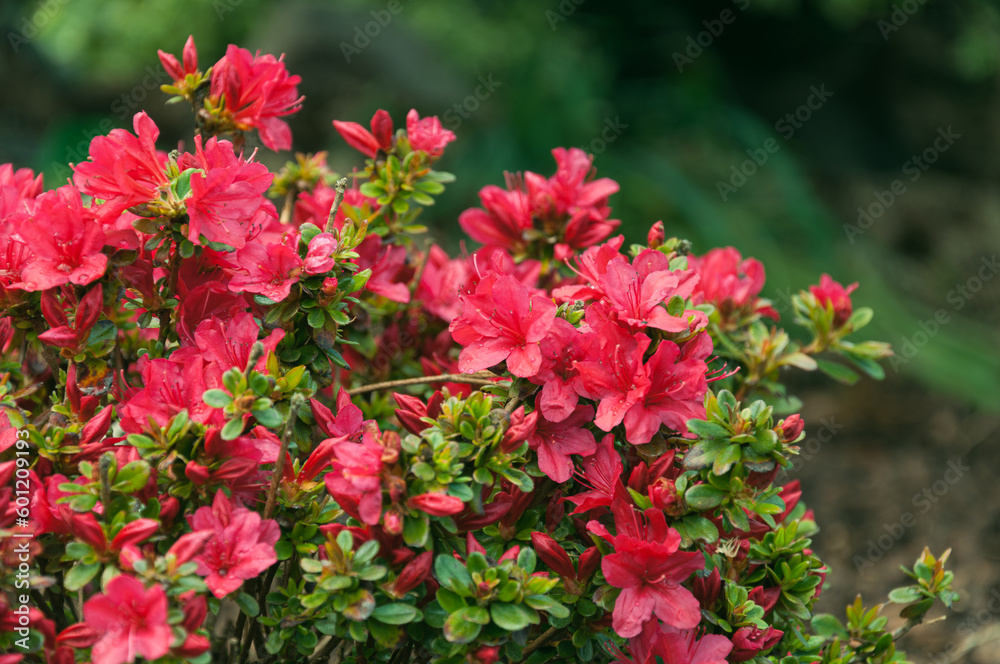 Obraz premium Blooming flowers of rhododendron japonicum