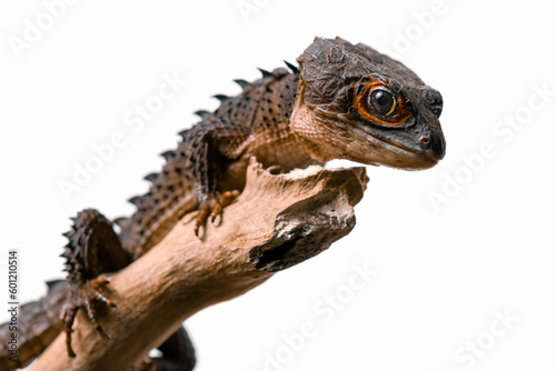 Red-Eyed Crocodile Skink 