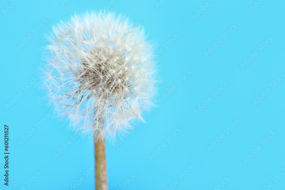Obraz premium Dandelion flower on blue background