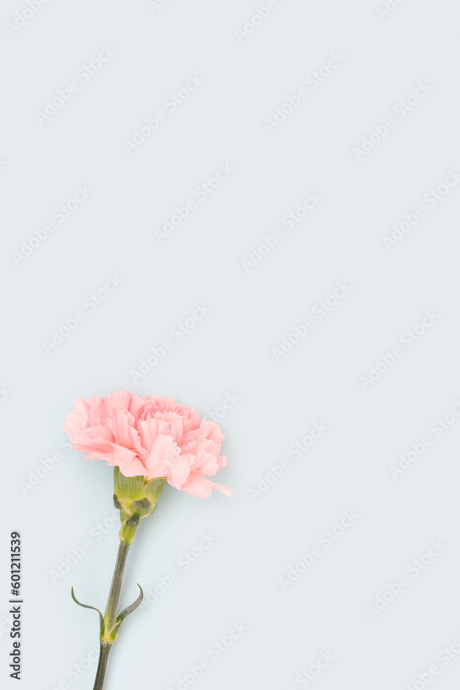 One pink carnation flower on a blue background.