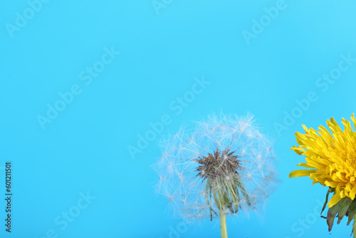 Dandelion flowers on blue background