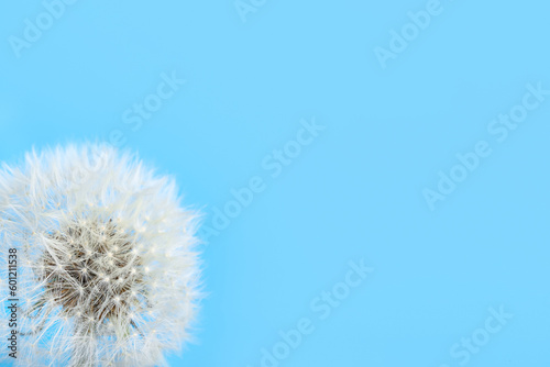 Dandelion flower on blue background