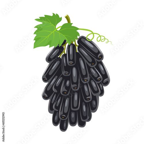 Vector illustration, Moon Drop grapes are also known as Sweet Sapphire grapes, isolated on a white background.