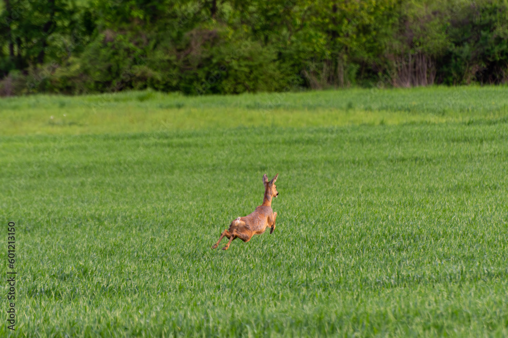 Graceful Roe Deer in Natural Habitat: Stunning wildlife photo capturing a female roe deer in a lush grass field, shedding her fur and showcasing her beautiful mammal coat. Graceful Roe Deer in Natural Habitat: Stunning wildlife photo capturing a female roe deer in a lush grass field, shedding her fur and showcasing her beautiful mammal coat.