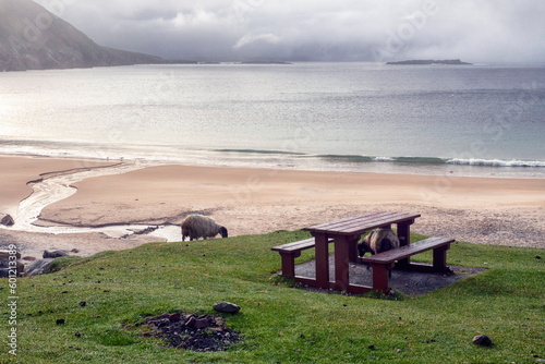 Empty wooden table on a grass and beach and ocean in the fog in the background. Keem bay, Ireland. Popular travel area with stunning nature scenery. Wool sheep grazing grass. photo