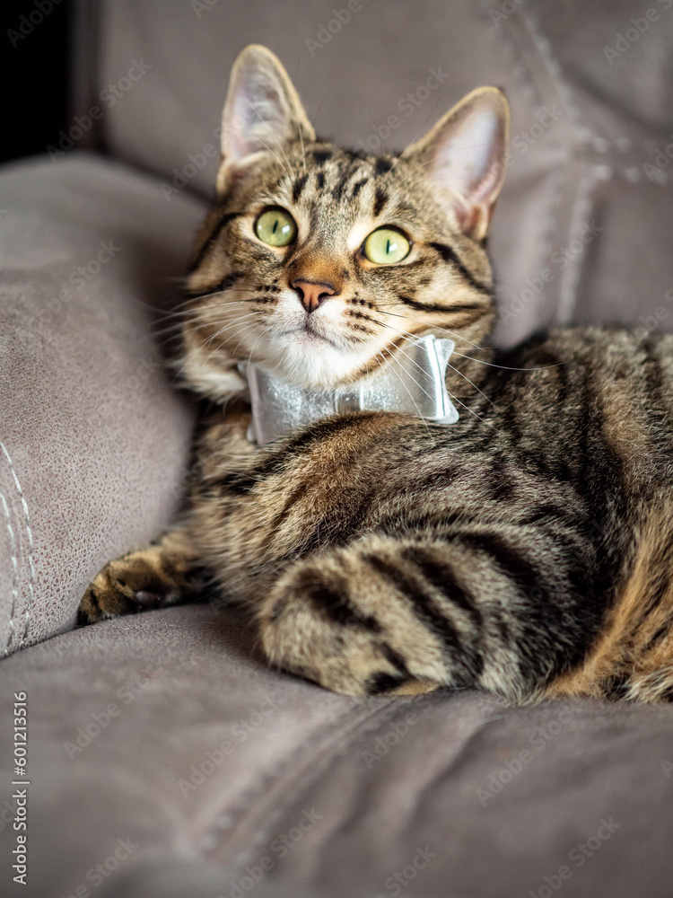 Cute and stylish tabby cat with silver bow tie on a couch. Beautiful pet at home with simple decoration. Cute and stylish tabby cat with silver bow tie on a couch. Beautiful pet at home with simple decoration.