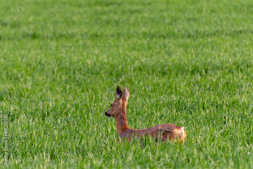 Graceful Roe Deer in Natural Habitat: Stunning wildlife photo capturing a female roe deer in a lush grass field, shedding her fur and showcasing her beautiful mammal coat.