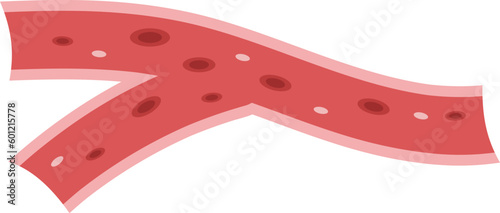 Blood Vessel Illustration